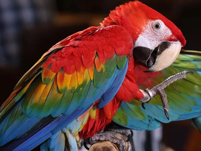 Close-up of a colorful scarlet macaw perching on a branch