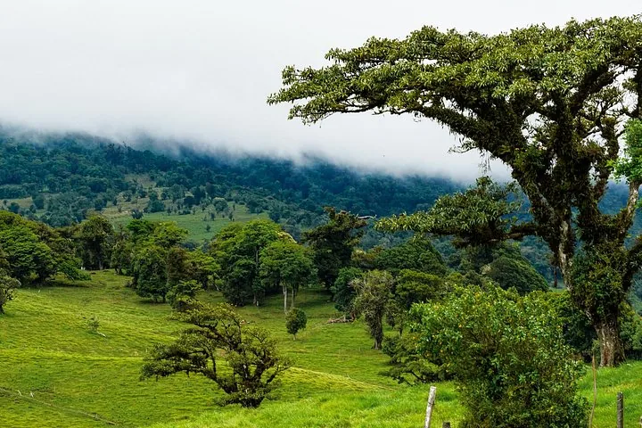 Lush green landscape with trees, rolling hills, and low-hanging clouds