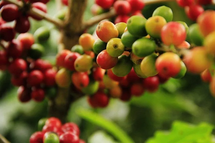 Nahaufnahme reifer und unreifer Kaffeekirschen an einem Zweig