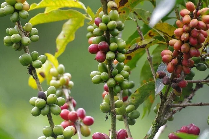 Branches d’un caféier lourdement chargées de grains de café verts et rouges